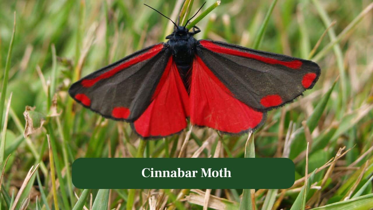 10. Cinnabar Moth: Scarlet wings contrast deep black, creating powerful warning colours protecting these day-flying moths from predators around. (Image: Canva) 10. Cinnabar Moth: Scarlet wings contrast deep black, creating powerful warning colours protecting these day-flying moths from predators around. (Image: Canva)