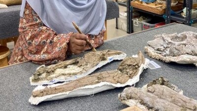 Scientists found ancient sea-crocodile fossil hiding in Egypt’s desert sands