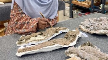 Scientists found ancient sea-crocodile fossil hiding in Egypt’s desert sands (Image: Hesham Sallam/Mansoura University)