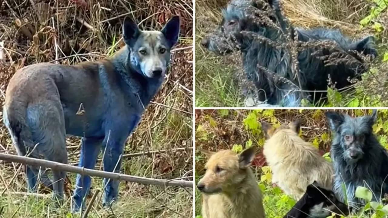 Mysterious blue dogs in Chernobyl spark investigation: What’s causing the strange fur colour?