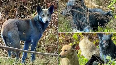 Mysterious blue dogs in Chernobyl spark investigation: What’s causing the strange fur colour?