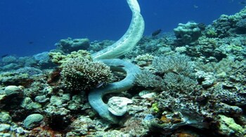 Scientists decode sea snake's diving styles in deep oceanwater (Image: Australian Institute of Marine Science)