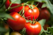 Tomatoes turn luxury in Pakistan: Rs 75 per piece amid record price surge Tomatoes turn luxury in Pakistan: Rs 75 per piece amid record price surge