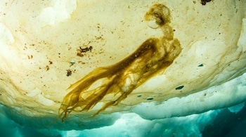 Study suggests that Arctic sea ice may hide life influencing climate for decades (Image: JHeinerth)