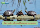 River turtles safeguard freshwater ecosystems as cleaners and nutrient couriers