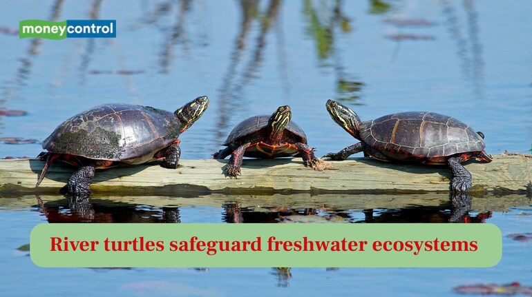 River turtles safeguard freshwater ecosystems as cleaners and nutrient couriers (Image: Canva)