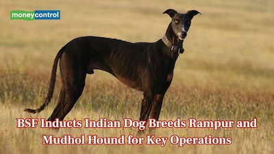 BSF deploys over 150 Rampur and Mudhol Hound Indian dog breeds, here’s what you should know