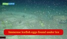 Scientists stunned as robot reveals immense icefish domain under ice
