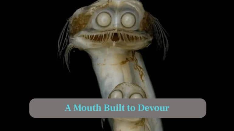 2. A mouth Built to Devour: Its giant face-wide mouth opens rapidly, letting it swallow entire prey whole without chewing or complicated movements. (Image: Canva)