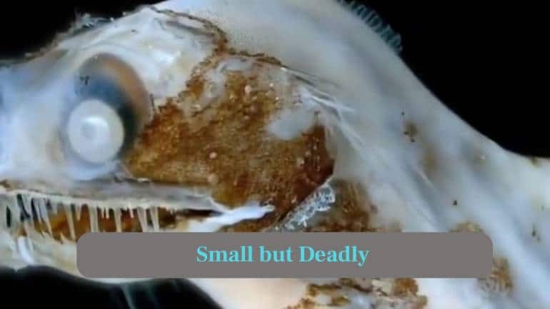 4. Small but Deadly: Despite growing only around six inches long, this unique predator remains extremely powerful within its dark underwater habitat. (Image: Canva)