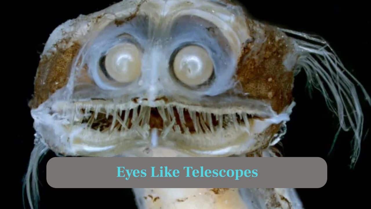 6. Eyes like telescope: Its tubular eyes provide exceptional sensitivity, detecting faint silhouettes of moving prey in pitch-black depths underwater environments effectively always. (Image: Canva)