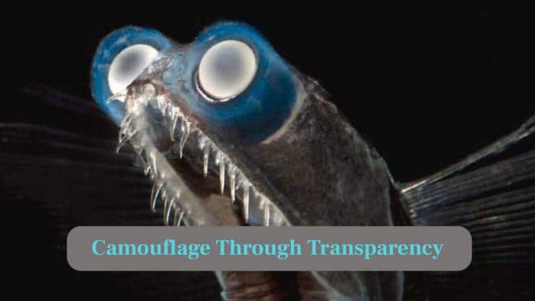 7. Camouflage: Semi-transparent skin reflects minimal light, helping the fish remain unseen while hunting among deep-ocean shadows without difficulty. (Image: Canva)