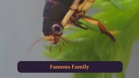 <strong>10. Famous Family:</strong> Member of Corixidae, known worldwide for rowing skills, efficient feeding, and interesting underwater behaviours scientifically studied. (Image: Canva)