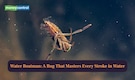 Water Boatman: A Bug That Masters Every Stroke in Water