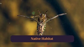 Water Boatman: A Bug That Masters Every Stroke in Water