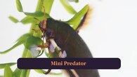 <strong>2. Mini Predator:</strong> Feeds on algae and microorganisms while hunting tiny insects, keeping freshwater ecosystems balanced and healthy everywhere efficiently. (Image: Canva)
