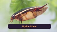 <strong>3. Upside Talent:</strong> Unlike backswimmers, water boatman swims upright, controlling movements gracefully with perfect underwater stability always maintained. (Image: Canva)