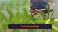 <strong>4. Dark Camouflage:</strong> Brownish body blends perfectly into muddy surroundings, helping avoid predators lurking around shallow watery areas always. (Image: Canva)