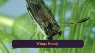 <strong>5. Wings Ready:</strong> Strong wings support short flights between ponds, assisting survival when habitats shrink during difficult seasons. (Image: Canva)