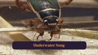 <strong>6. Underwater Song:</strong> Males produce clicking sounds by rubbing legs, creating underwater mating calls surprisingly loud for size. (Image: Canva)