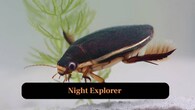 <strong>8. Night Explorer:</strong> Becomes more active in darkness, taking advantage of calmer waters and fewer observing predators around. (Image: Canva)