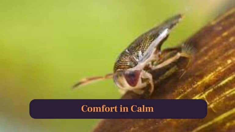 9. Comfort in Calm: Prefers peaceful freshwater spaces like puddles, lakes, wetlands, thriving quietly away from waves. (Image: Canva)