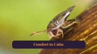 <strong>9. Comfort in Calm:</strong> Prefers peaceful freshwater spaces like puddles, lakes, wetlands, thriving quietly away from waves. (Image: Canva)
