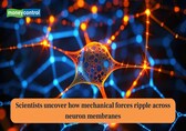 Scientists uncover how mechanical forces ripple across neuron membranes