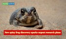 New spiny frog discovery near the China–Vietnam border, sparks urgent research plans