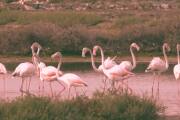 Tamil Nadu’s coast turns pink this winter as flamingos flock to Thoothukudi Tamil Nadu’s coast turns pink this winter as flamingos flock to Thoothukudi