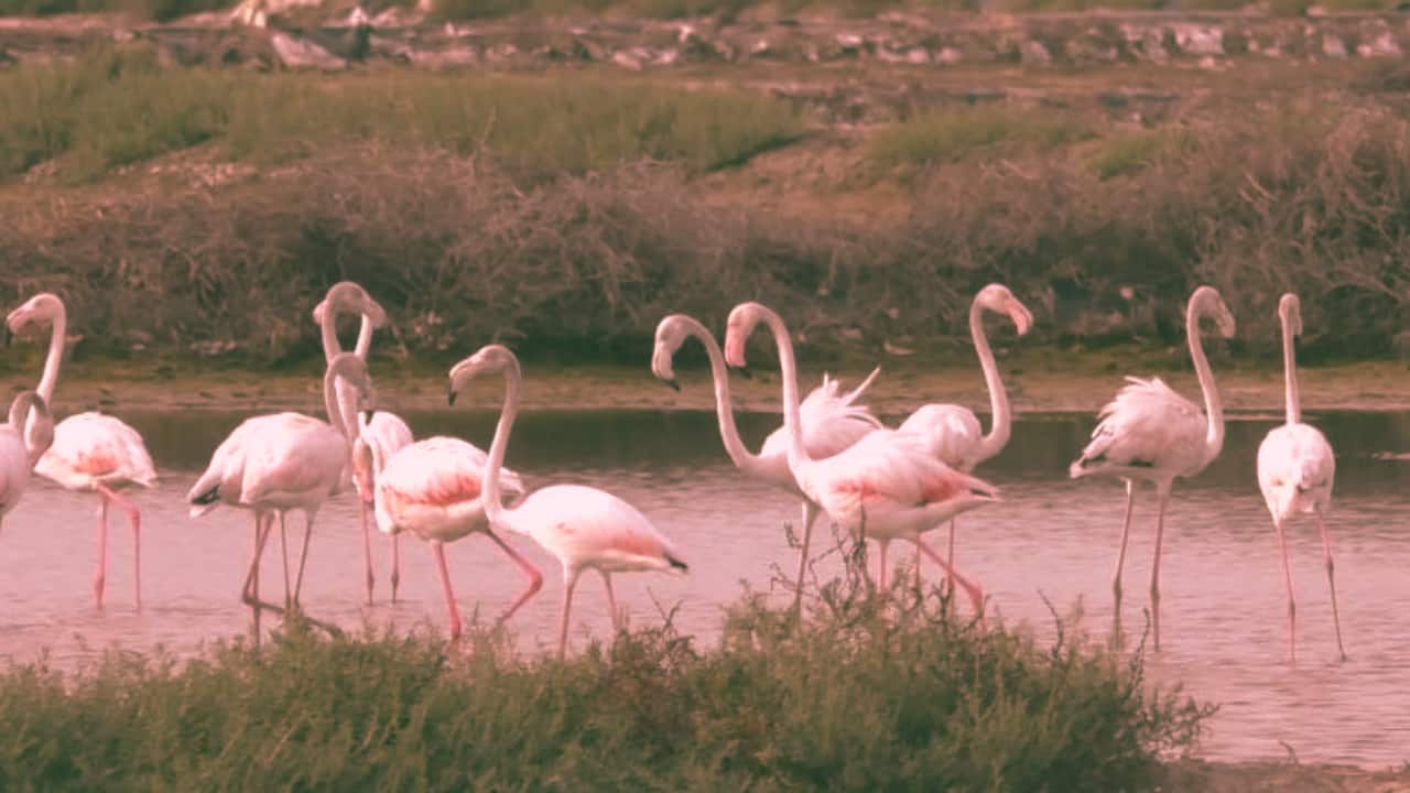 Tamil Nadu’s coast turns pink this winter as flamingos flock to Thoothukudi