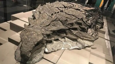 110-million-year-old dinosaur ‘mummy’ found in Canada with intact skin and organs