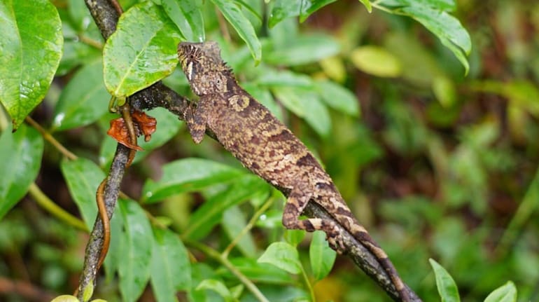 New Pricklenape Lizard Species Discovered in Vietnam’s Dense Forests. (Image: Le/Nguyen/Nguyen/Ziegler/Do and Ngo (2025)/by Thomas Ziegler)