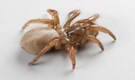 New Trapdoor spider discovered in California’s dunes just in time for Halloween