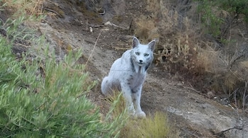 World’s first white Iberian lynx spotted in Spain (Image: X)