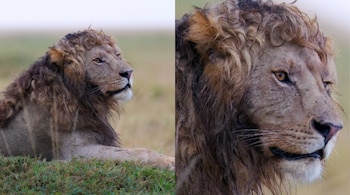 Lion with Naturally Curly Mane Stuns the Internet (Image: silent_whispers.photography/Instagram)