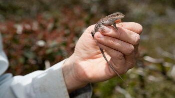Australia’s Mountain Dragons Face Extinction as Climate Pressures Mount (Image: Heath Warwick)