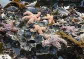 Oregon’s iconic Sea stars make a fragile comeback after years of decline
