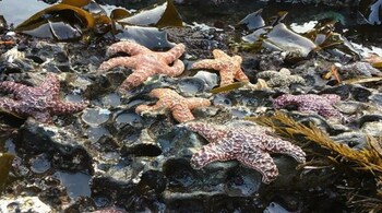 Oregon’s iconic sea stars make a fragile comeback (Image: Sarah Gravem)