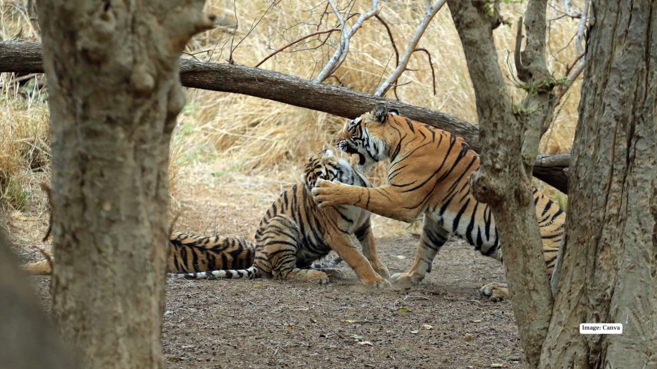 2. Ranthambore National Park, Rajasthan Once the royal hunting ground of Jaipur’s Maharajas, Ranthambore offers dramatic landscapes of dry deciduous forests, ancient temples, and the majestic Ranthambore Fort. Tigers here are famously photogenic and often seen near lakes. November’s pleasant weather ensures comfortable and rewarding safari drives. Tip: Opt for the early morning safari in Zones 2 or 3 for the best tiger sightings.