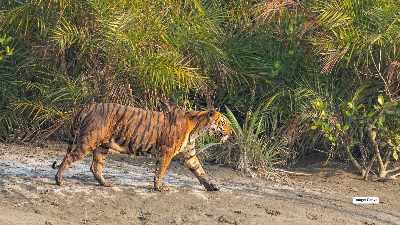6. Sundarbans National Park, West Bengal The world’s largest mangrove forest is a maze of tidal creeks and islands, home to the elusive swimming Bengal tiger. November’s dry season brings ideal boat conditions for exploring this watery wilderness where crocodiles bask and kingfishers flash across muddy shores. Tip: Choose a multi-day houseboat safari to experience the park’s nocturnal beauty and tranquil sunsets.