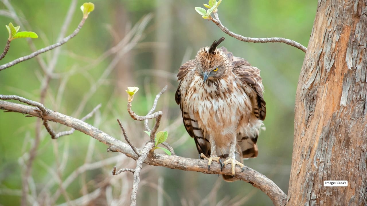 7. Tadoba Andhari Tiger Reserve, Maharashtra Maharashtra’s oldest tiger reserve is a hidden gem with excellent sighting records. November paints its teak and bamboo forests lush green, and animals often gather around water bodies like Tadoba Lake. The park’s diverse fauna includes sloth bears, leopards, and gaurs. Tip: Stay in eco-lodges near Moharli Gate — it offers easier access to key safari zones.