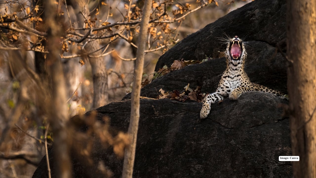 10. Pench National Park, Madhya Pradesh–Maharashtra Border Split between two states, Pench’s teak forests and rolling meadows teem with tigers, leopards, and deer. It’s also a birdwatcher’s paradise with over 200 species. November’s clear skies and comfortable weather make it ideal for long, scenic safaris across its core zones. Tip: Book safaris in the Turia Gate area — known for frequent tiger sightings and stunning landscapes.