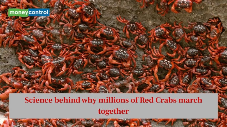 Science behind why millions of Red Crabs march together (Image: Canva)