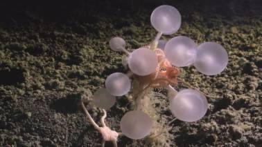 ‘Hooked and Hungry’: Carnivorous ‘death-ball’ sponge found in Southern Ocean depths