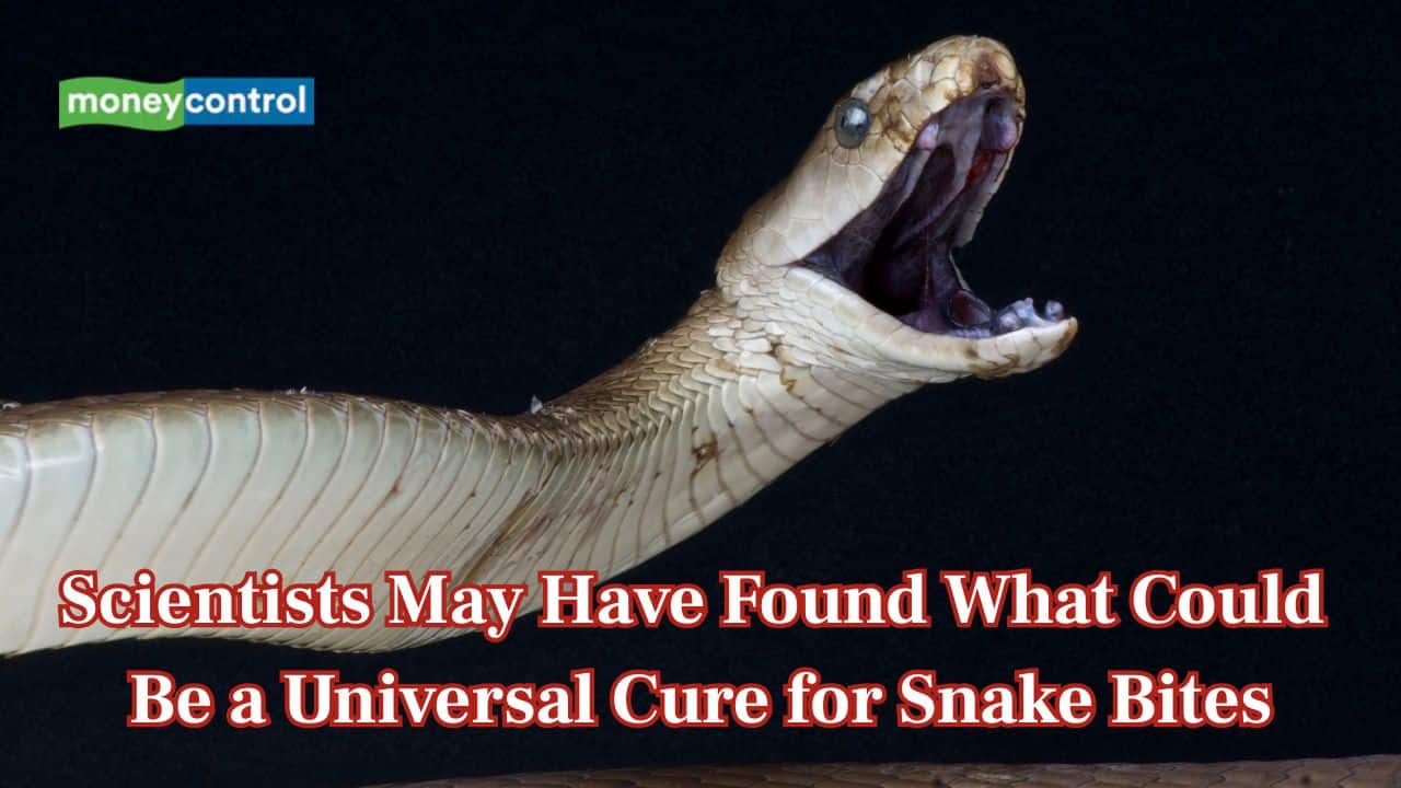 Scientists may have found a panacea for snake bites, new broad-spectrum antivenom offers hope