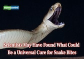Scientists may have found a panacea for snake bites, new broad-spectrum antivenom offers hope