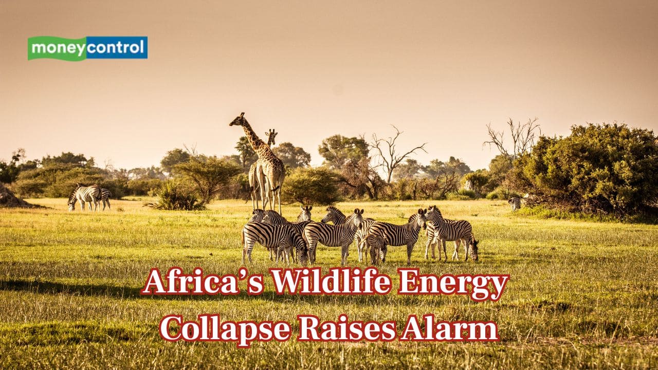 A third of Africa’s wildlife power has vanished, sparking global biodiversity alarm