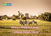 A third of Africa’s wildlife power has vanished, sparking global biodiversity alarm