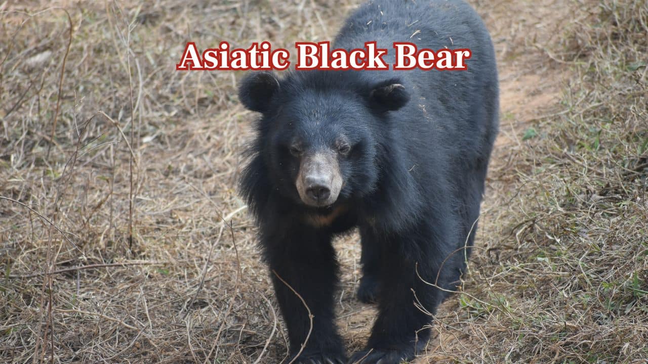 Asiatic Black Bear (Ursus thibetanus): It is known as the moon bear, so called because of the white crescent on its chest. Native to Asia's forests, it weighs around 400 pounds and is skilled at climbing trees. (Image: Canva)